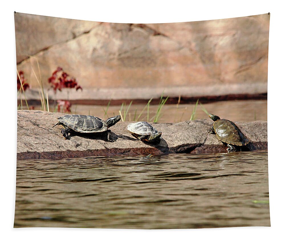 Turtles Tapestry featuring the photograph Maps On The Rock by Debbie Oppermann