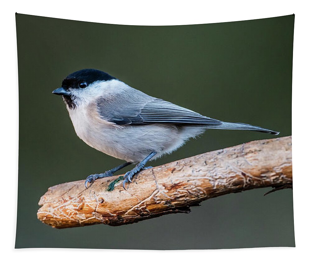 Marsh Tit Tapestry featuring the photograph Marsh Tit on the Old Pine Branch by Torbjorn Swenelius