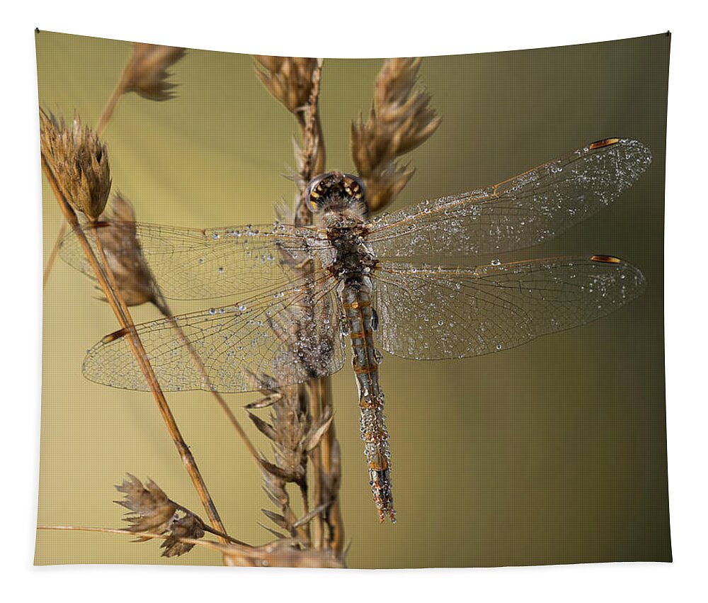 Animals Tapestry featuring the photograph Meadow Morning by Robert Potts