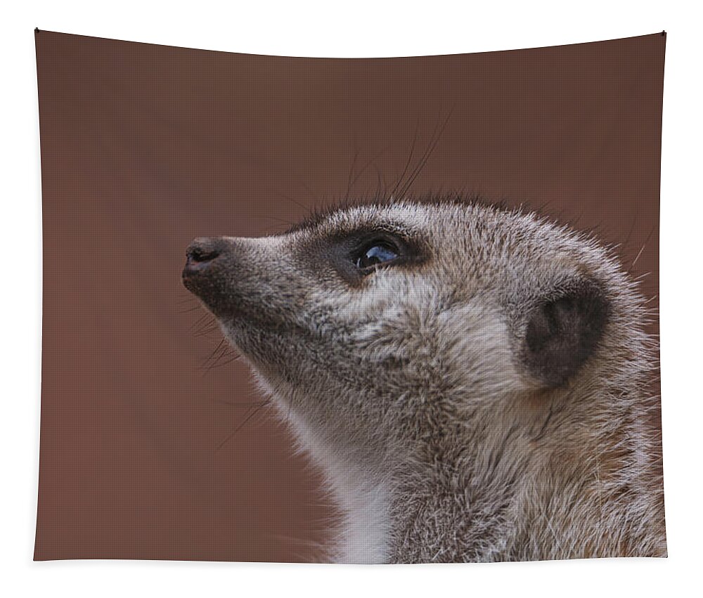 Meerkat Tapestry featuring the photograph Meerkat by Brian Cross