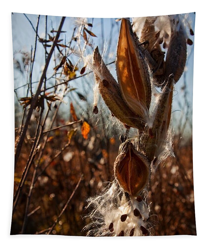 Milkweed Tapestry featuring the photograph Milk Pods in Magic Light 2 by Tatiana Travelways