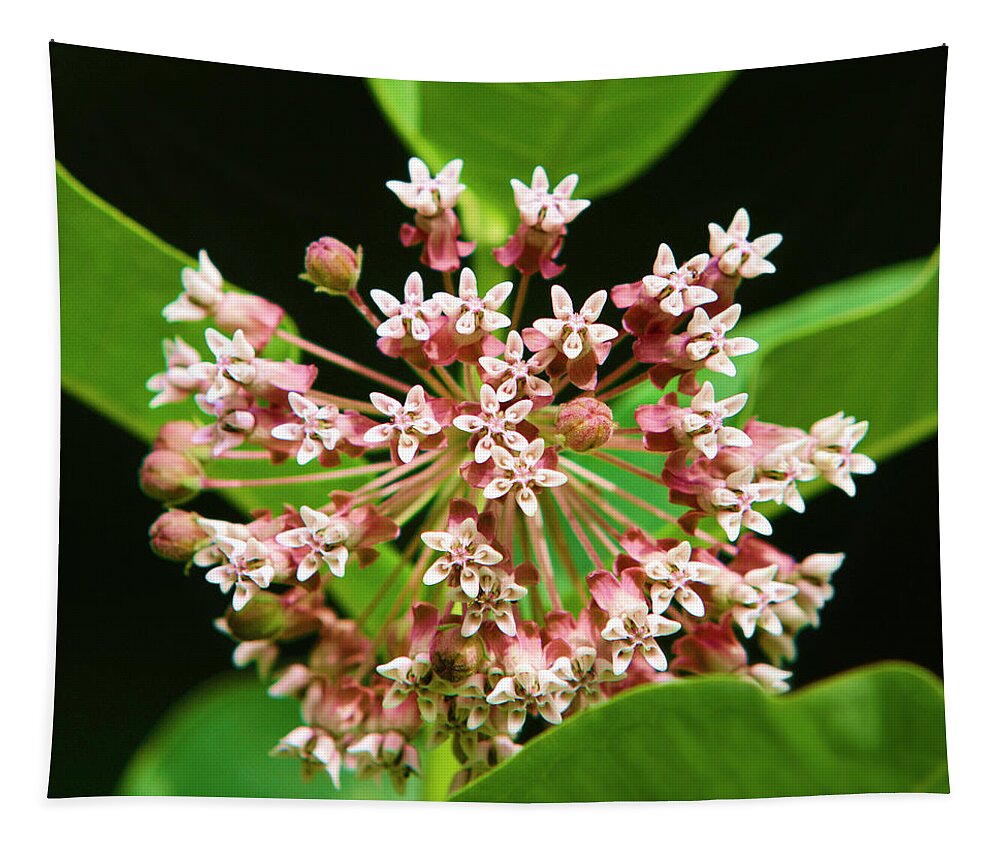 Milkweed Tapestry featuring the photograph Milkweed Flower by Christina Rollo