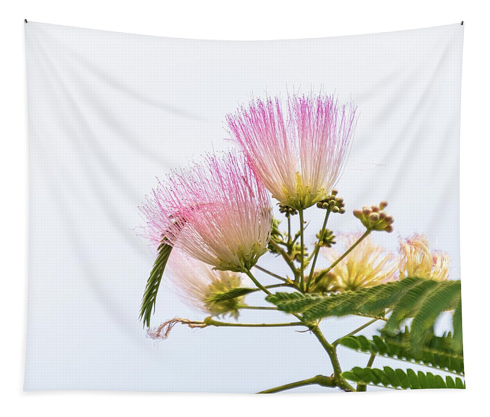 Mimosa Blooms Tapestry featuring the photograph Mimosa Blooms by Debra Martz