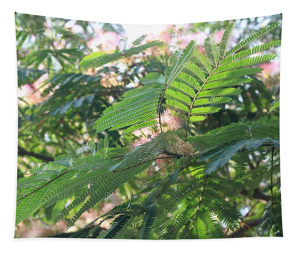 Mimosa Tree Tapestry featuring the photograph Mimosa Tree Blooms and Fronds by Christopher Lotito