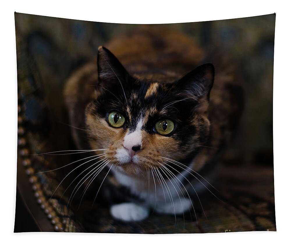 Calico Cat Tapestry featuring the photograph Mischa by Irina ArchAngelSkaya