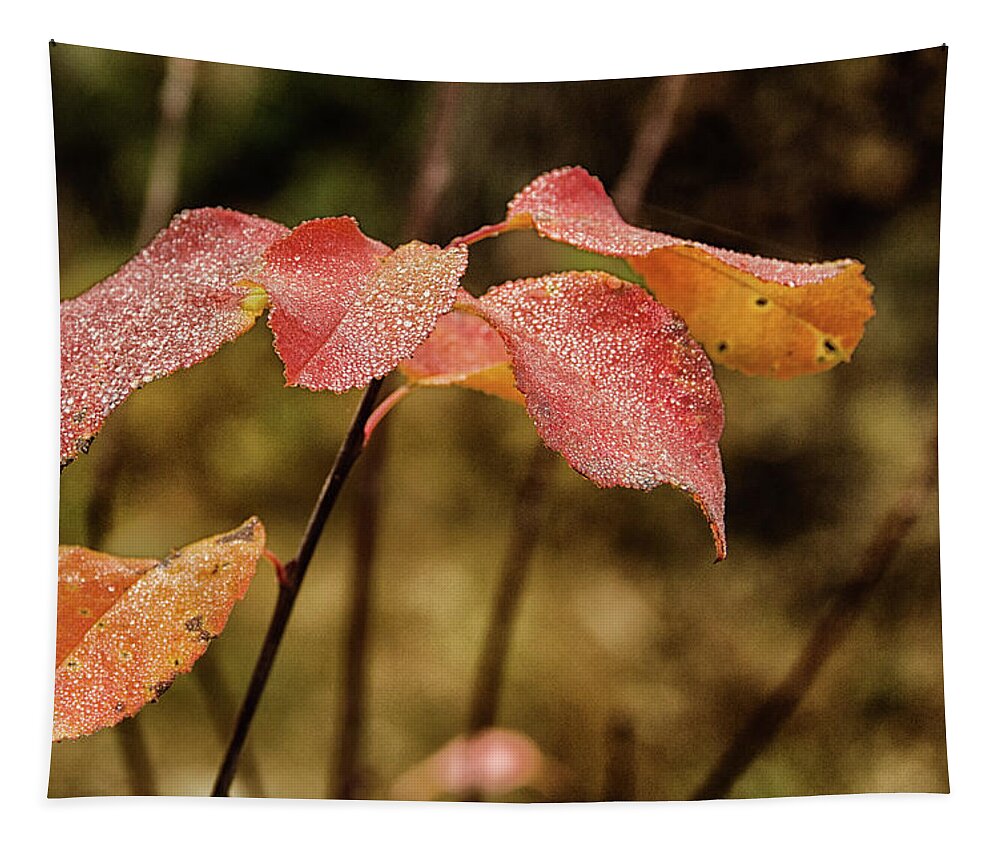Mist Tapestry featuring the photograph Mist on the leaves by Debra Baldwin