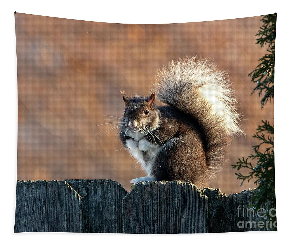 Squirrel Tapestry featuring the photograph Mittens the Squirrel by Sandra J's