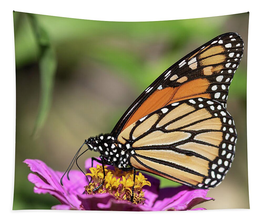 Monarch Butterfly Tapestry featuring the photograph Monarch 2018-32 by Thomas Young