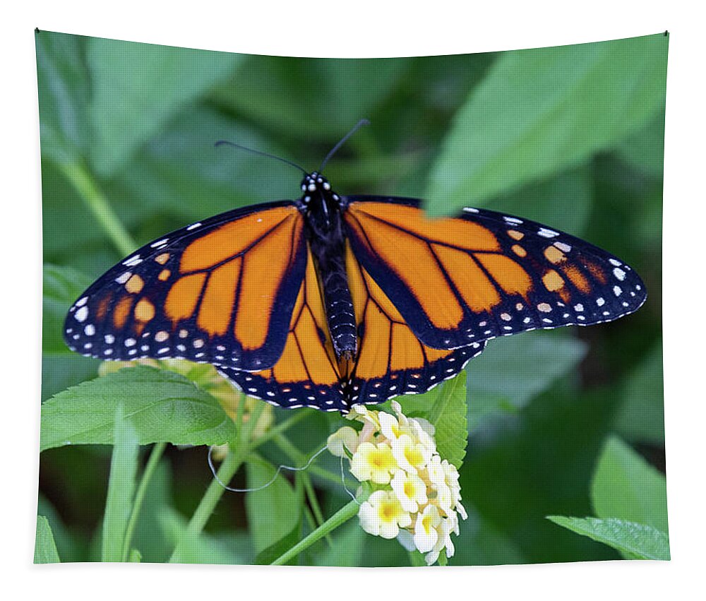 Monarch Tapestry featuring the photograph Monarch Butterfly by Patricia Schaefer