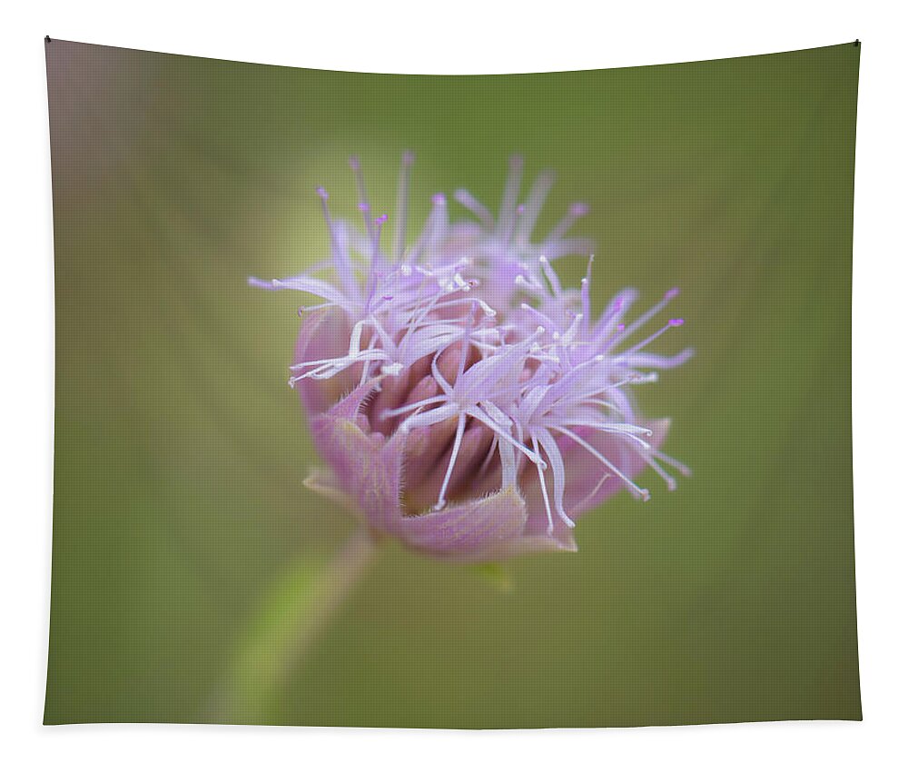 Flower Tapestry featuring the photograph Monardella linoides by Alexander Kunz