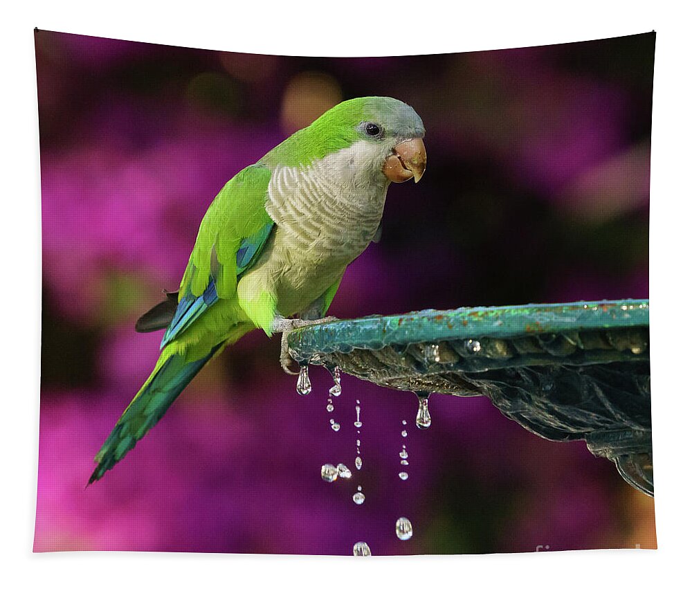American Tapestry featuring the photograph Monk Parakeet and Iron Fountain by Pablo Avanzini