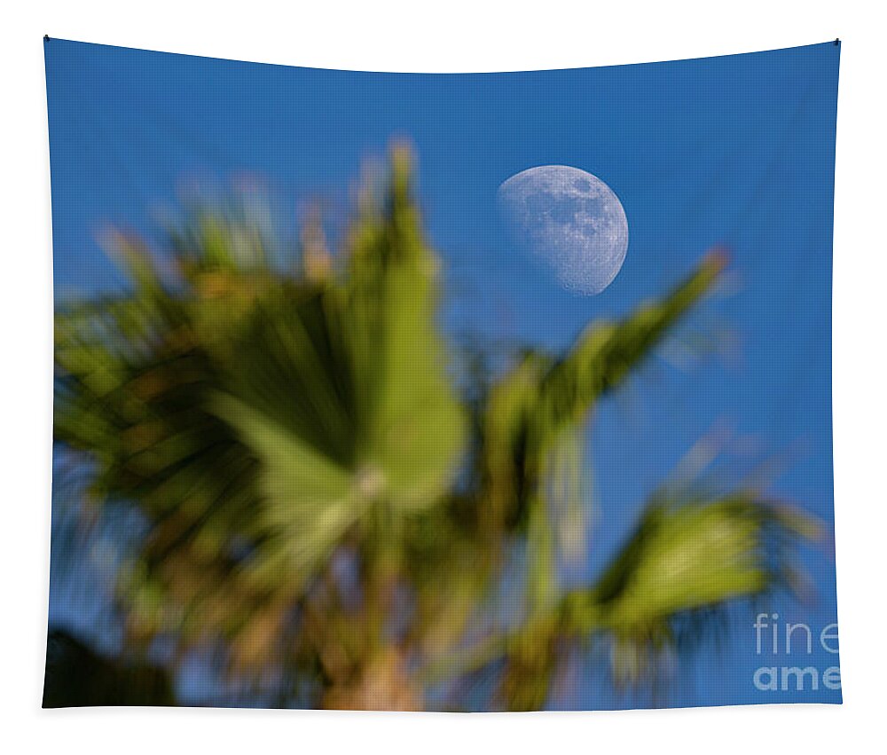 Photography Tapestry featuring the photograph Moon Over Palm Tree by Daniel Knighton