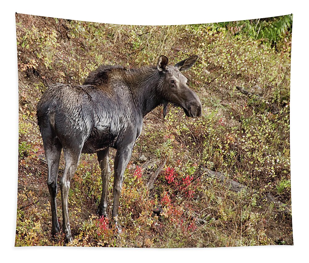 Moose Tapestry featuring the photograph Moose a drippin by Debra Baldwin