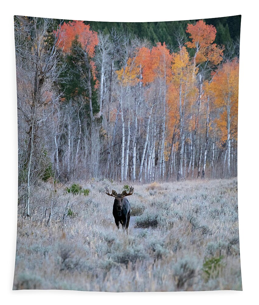 Moose Tapestry featuring the photograph Moose and Aspen by Catherine Avilez