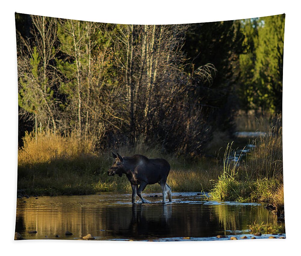 Moose Tapestry featuring the photograph Moose crossing Pine Creek, Wyoming by Julieta Belmont
