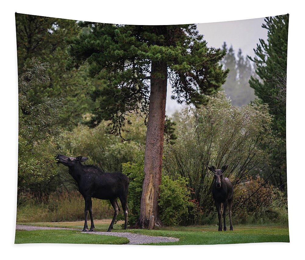 Moose Eating Tapestry featuring the photograph Moose in my back yard by Julieta Belmont