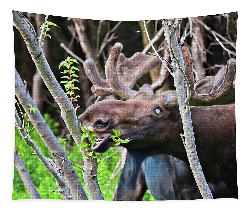 Moose Tapestry featuring the photograph Moose with an anomalous eye, at dinner time by Tatiana Travelways