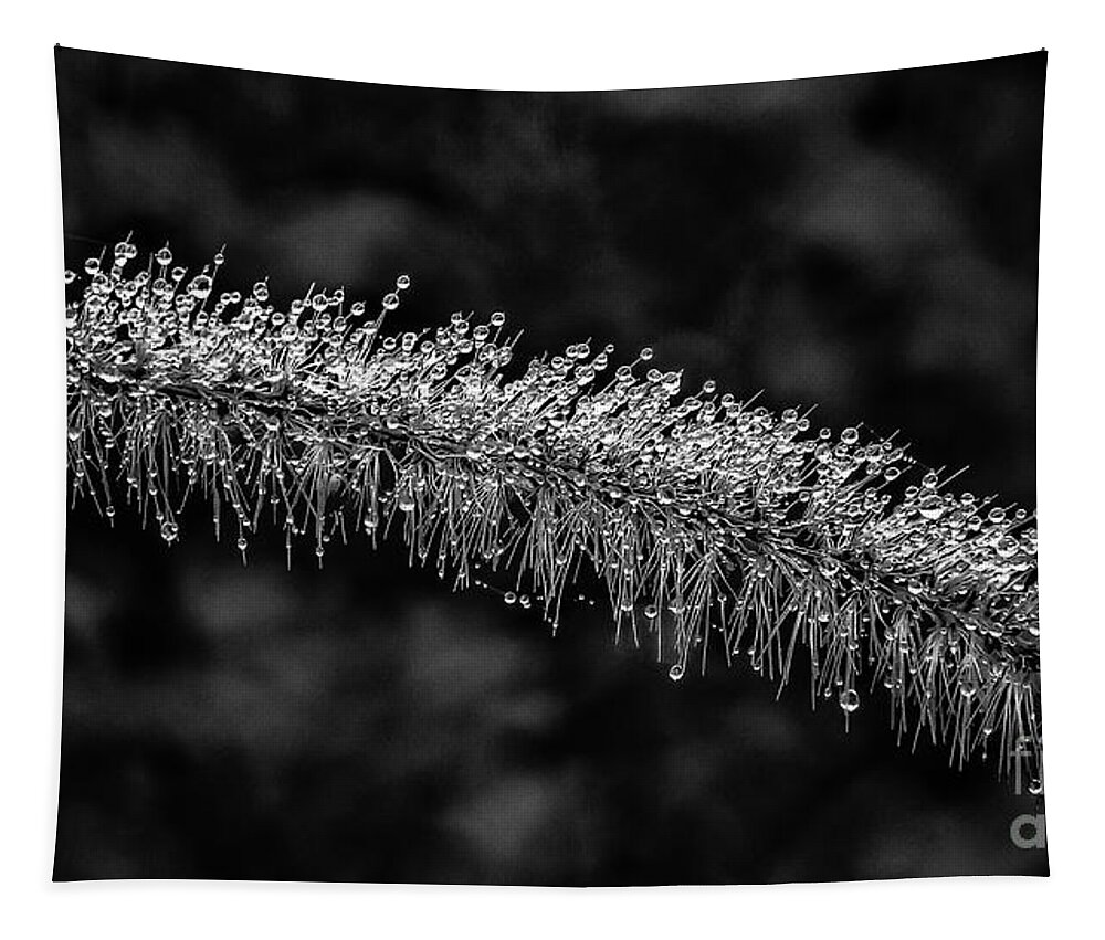 Drop Tapestry featuring the photograph Morning dew BW by Lyl Dil Creations