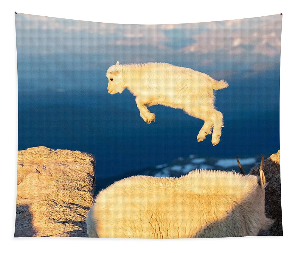 Mountain Goat Tapestry featuring the photograph Mountain Goat Kid Tries to Fly by Tony Hake