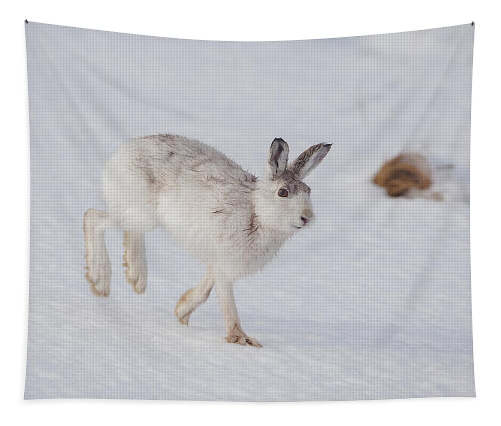 Mountain Tapestry featuring the photograph Mountain Hare With Wet Fur by Pete Walkden