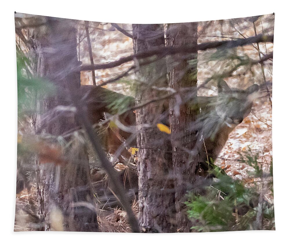 Mountain Lion Tapestry featuring the photograph Mountian Lion over Deer Kill by Randy Robbins