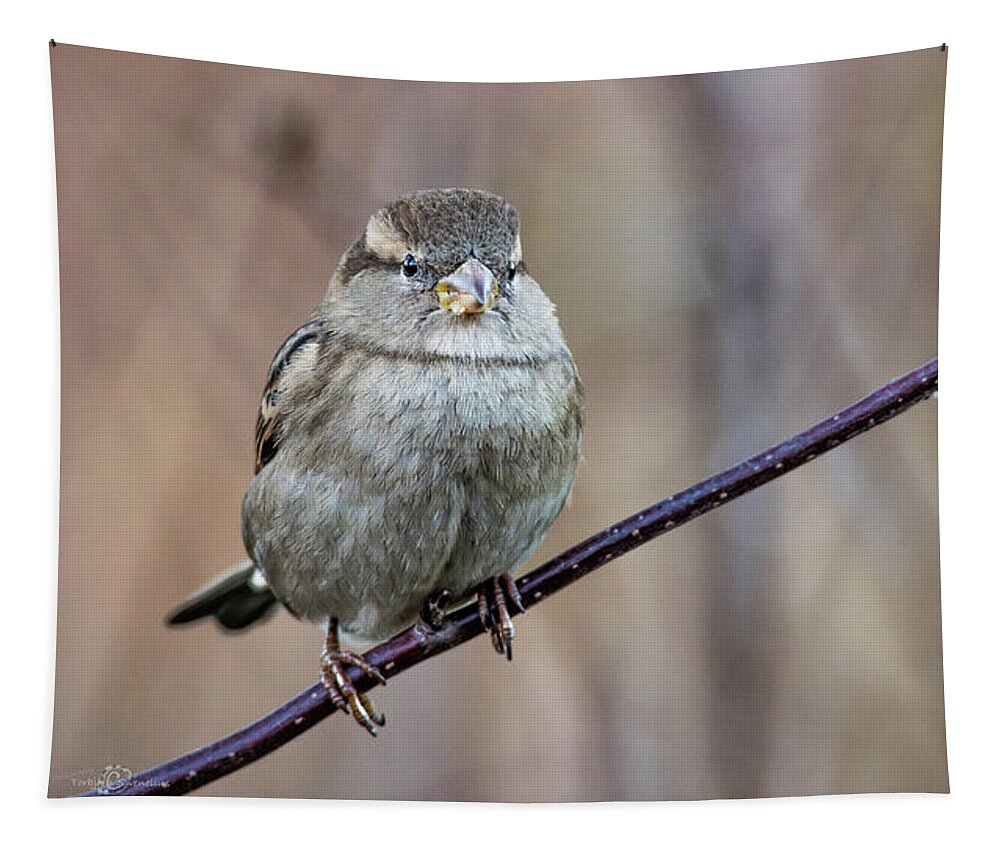 House Sparrow Tapestry featuring the photograph Mrs House Sparrow perching on the twig by Torbjorn Swenelius
