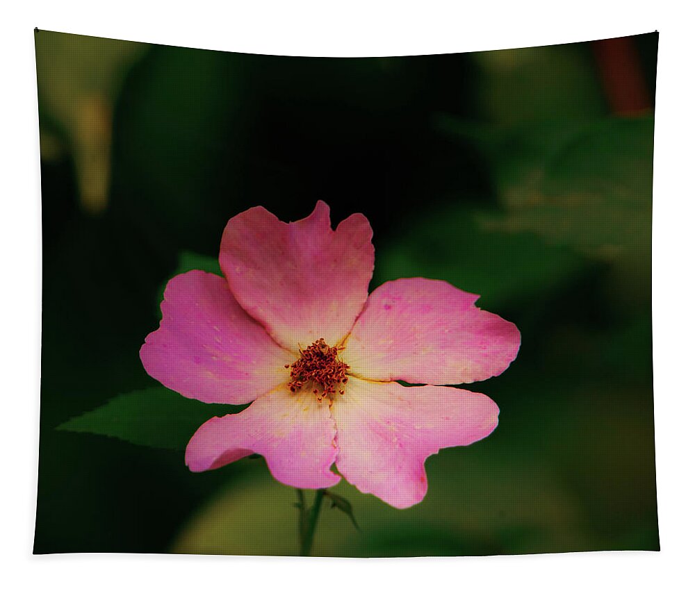 Johnson County Tapestry featuring the photograph Multi Floral Rose Flower by Jeff Phillippi