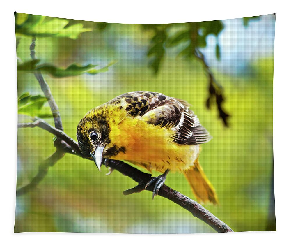 Baltimore Oriole Tapestry featuring the photograph Musing Baltimore Oriole by Christina Rollo