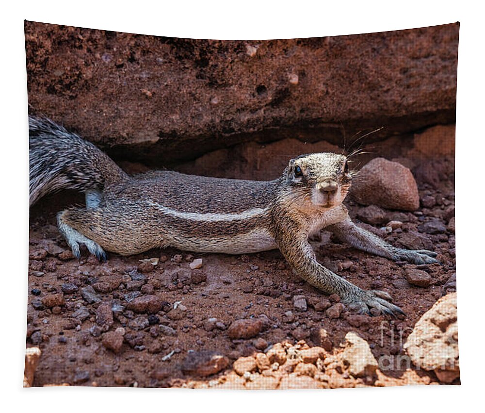 Squirrel Tapestry featuring the photograph Namibian ground squirrel posing by Lyl Dil Creations
