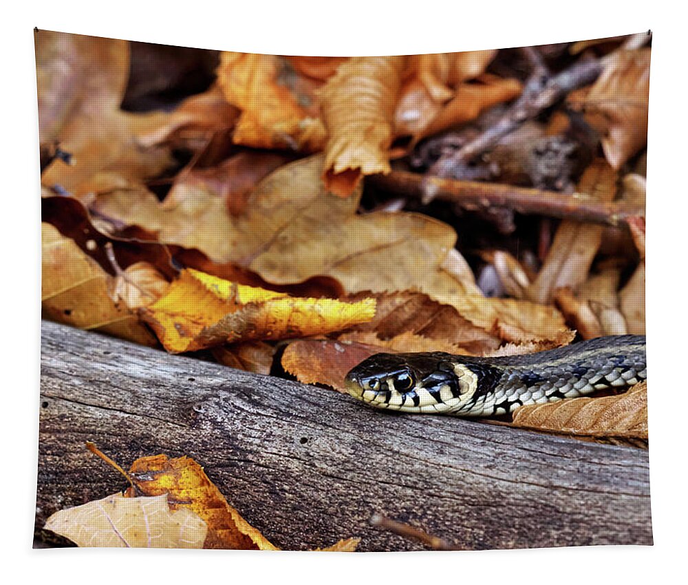 Snake Tapestry featuring the photograph Natrix natrix by Ivan Slosar