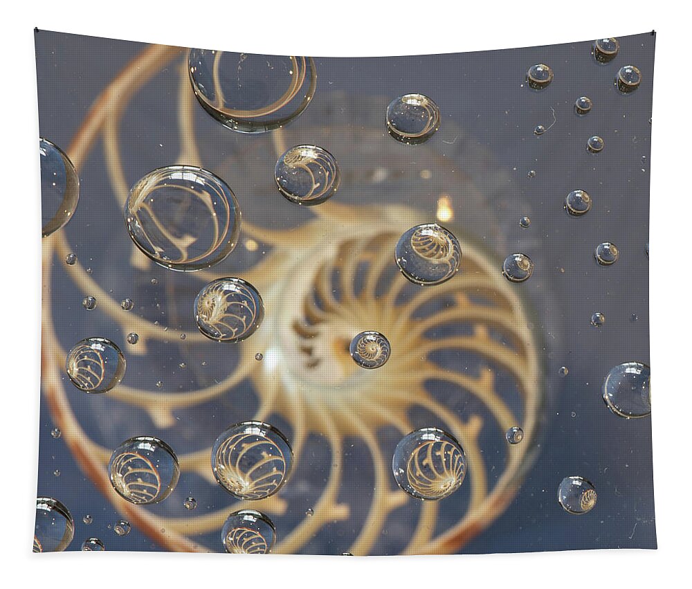 Nautilus Shell Tapestry featuring the photograph Nautilus Shell by Minnie Gallman