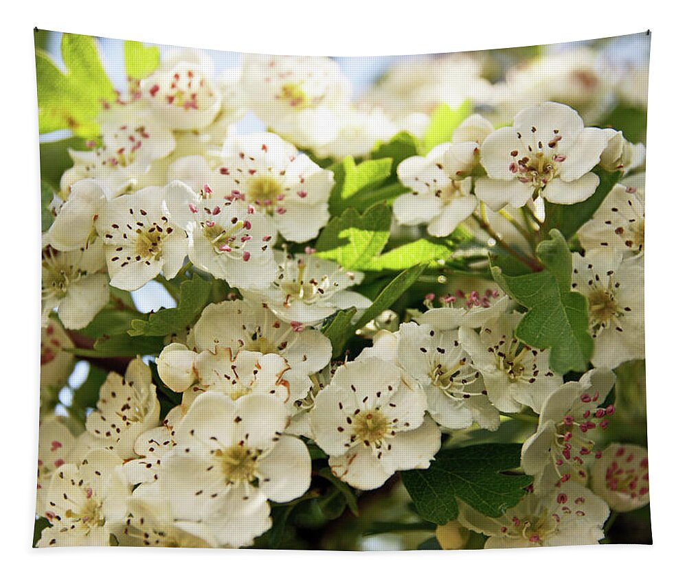Neston Tapestry featuring the photograph NESTON. Hawthorn Blossom. by Lachlan Main