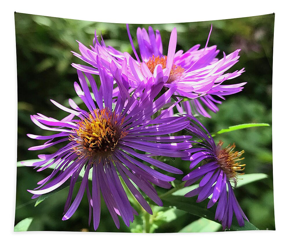 New England Aster Tapestry featuring the photograph New England Aster 8 by Amy E Fraser