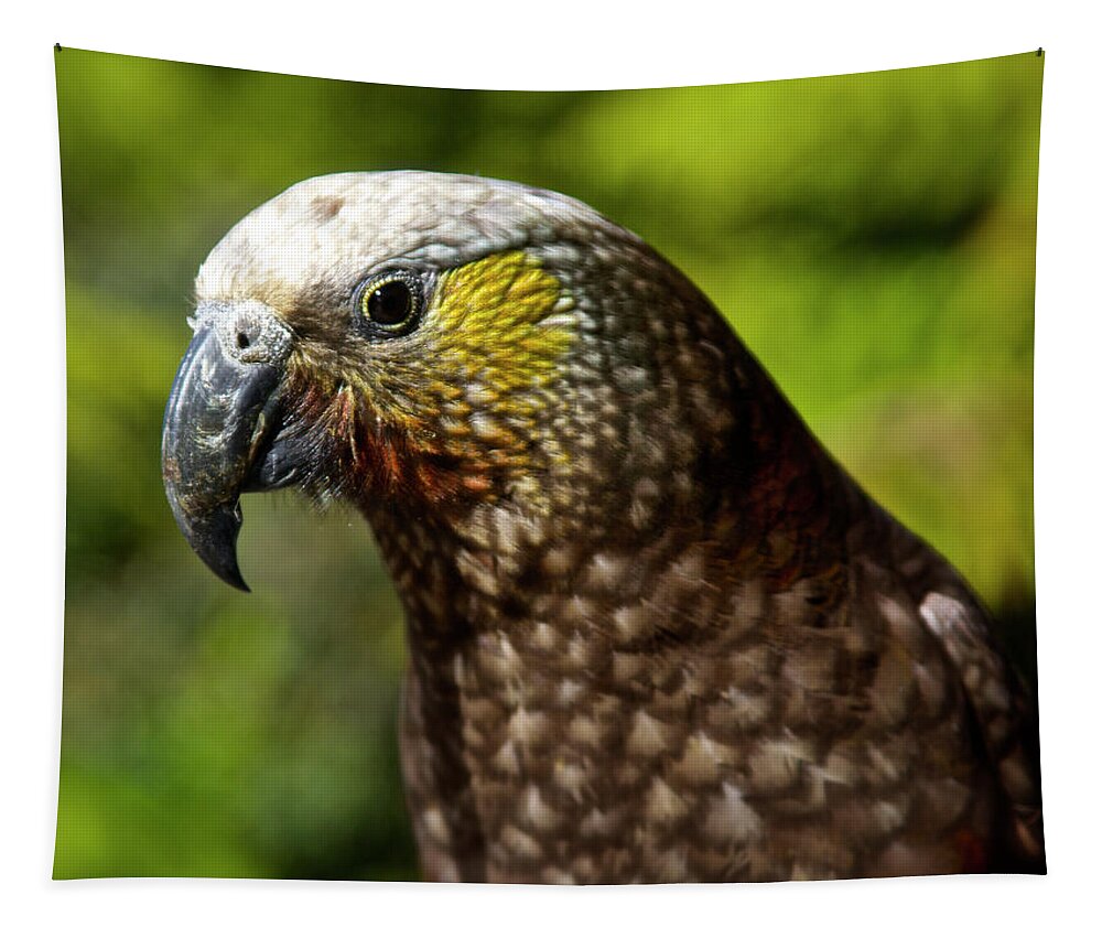 Birds Tapestry featuring the photograph New Zealand Kaka Portrait by Venetia Featherstone-Witty