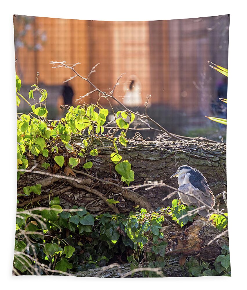 Black-crowned Night Heron Tapestry featuring the photograph Night Heron at the Palace by Kate Brown