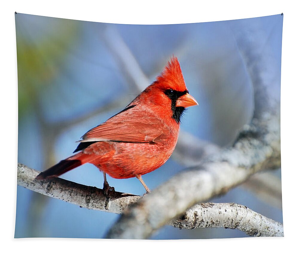 Cardinal Tapestry featuring the photograph Northern Cardinal Scarlet Blaze by Christina Rollo