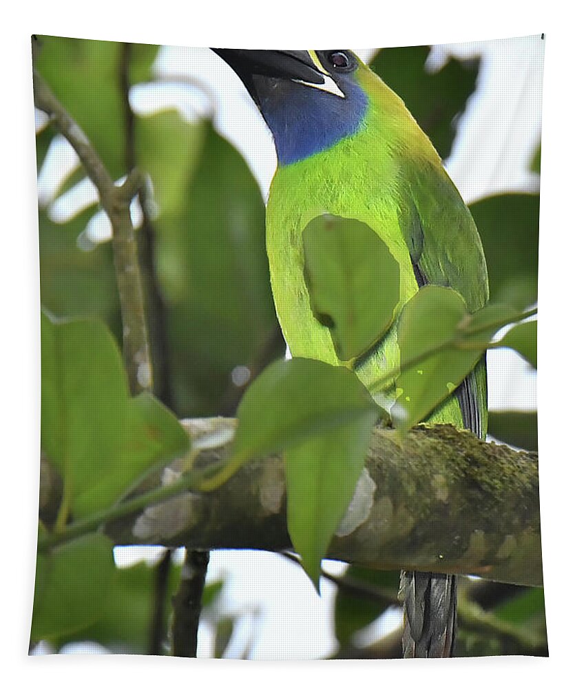 Bird Tapestry featuring the photograph Northern-emerald Toucanet by Alan Lenk