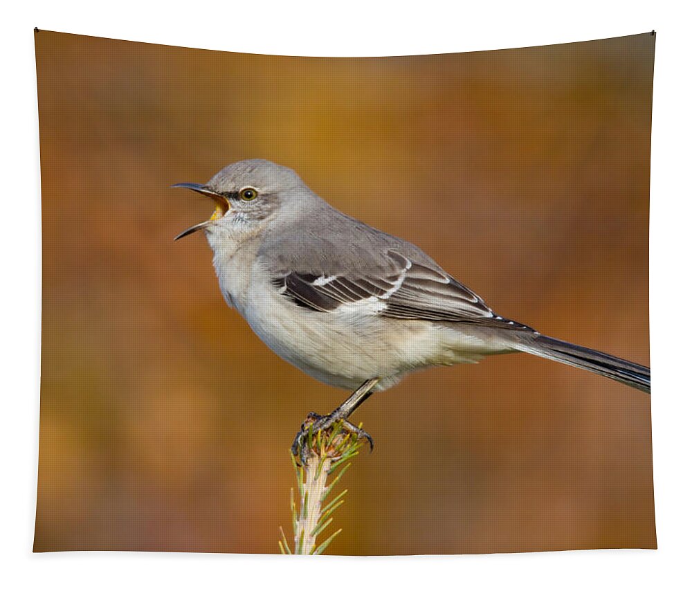 American Fauna Tapestry featuring the photograph Northern Mockingbird Singing by James Zipp