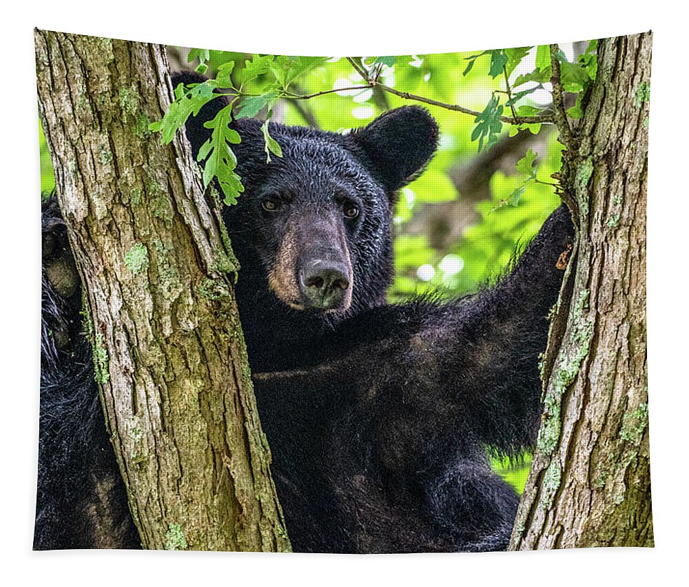 American Black Bear Tapestry featuring the photograph Not All Bears Are Created Equal by Marcy Wielfaert