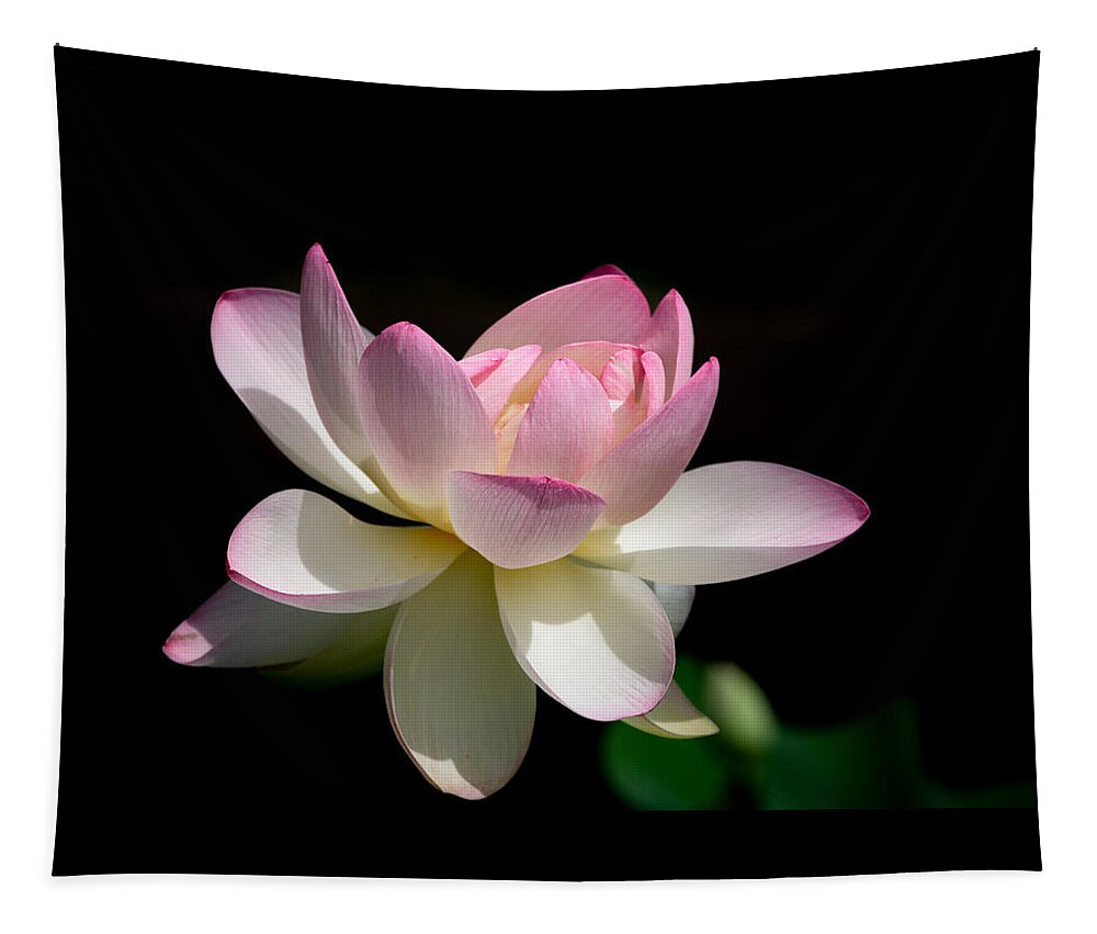 Lotus Tapestry featuring the photograph Not Your Average Waterlily by Linda Bonaccorsi