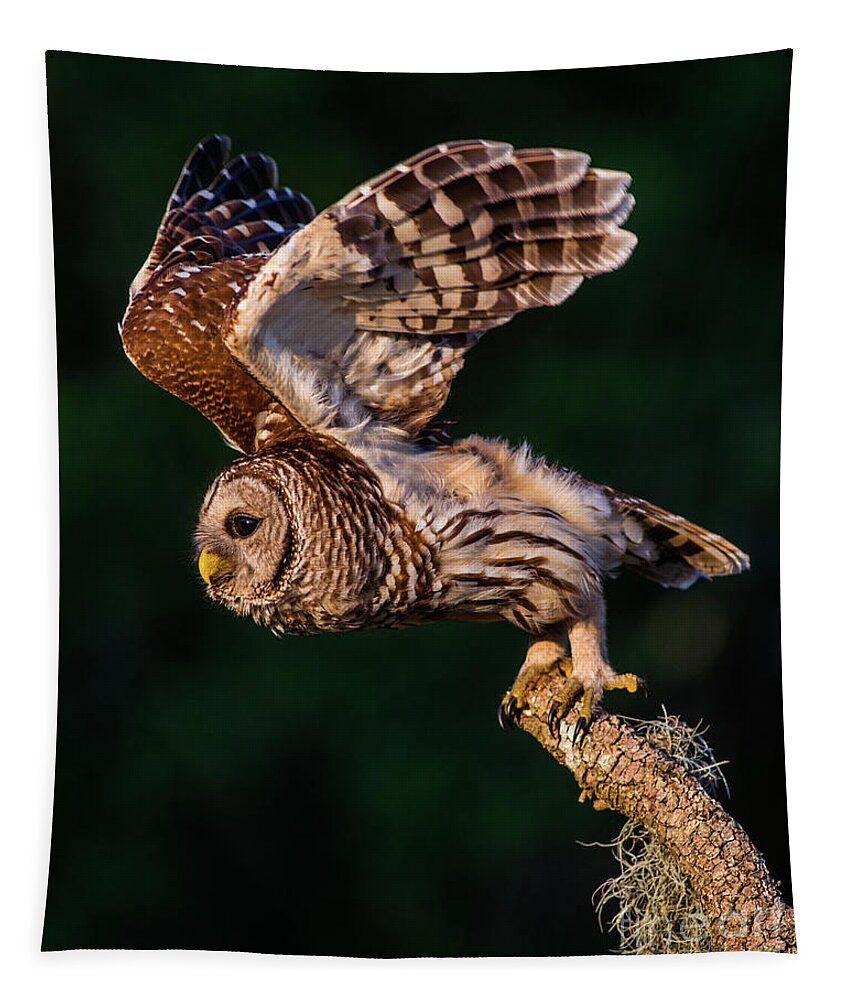 Barred Owl Tapestry featuring the photograph Off for the Hunt by Jane Axman