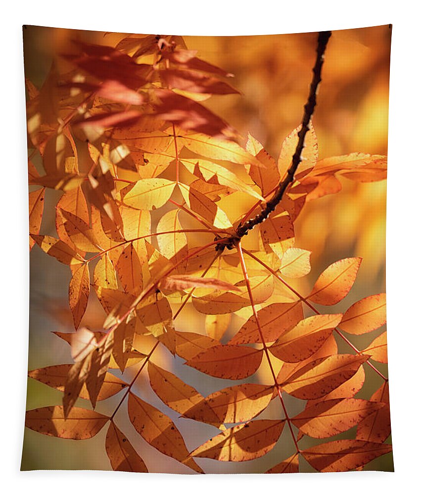 Autumn Tapestry featuring the photograph On A Golden Autumn Morning by Saija Lehtonen