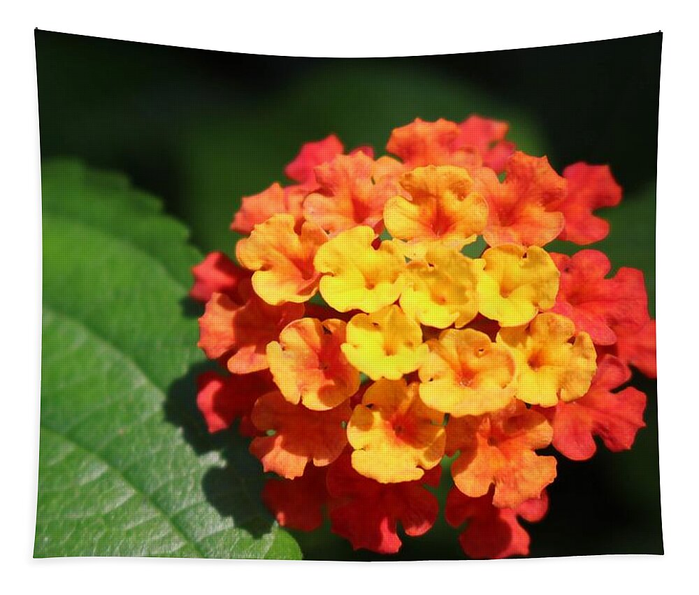 Flower Tapestry featuring the photograph Orange Lantana by Christopher Lotito