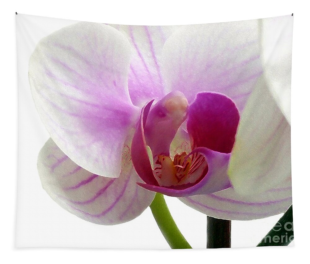Orchid Tapestry featuring the photograph Orchid Elegance and Beauty by Amy Dundon