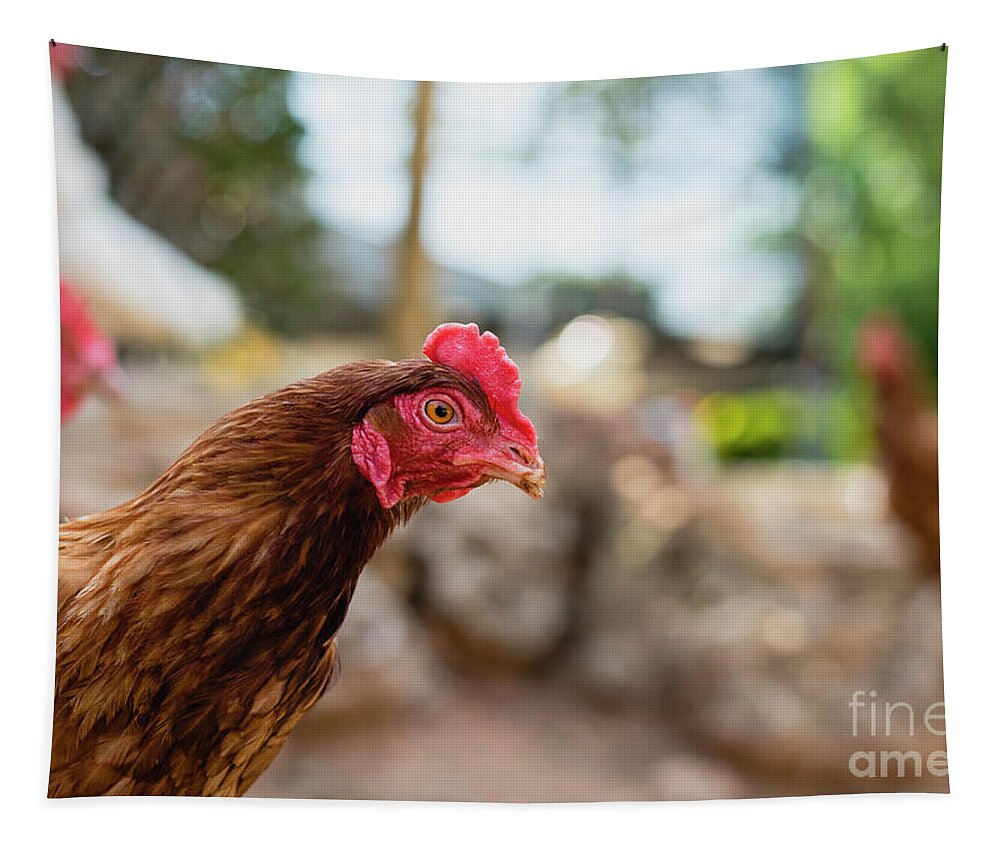 Animal Tapestry featuring the photograph Organic chickens in their corral. by Joaquin Corbalan