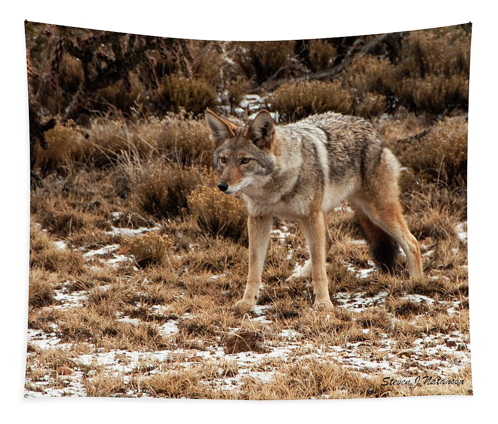 Natanson Tapestry featuring the photograph Ortiz Coyote by Steven Natanson