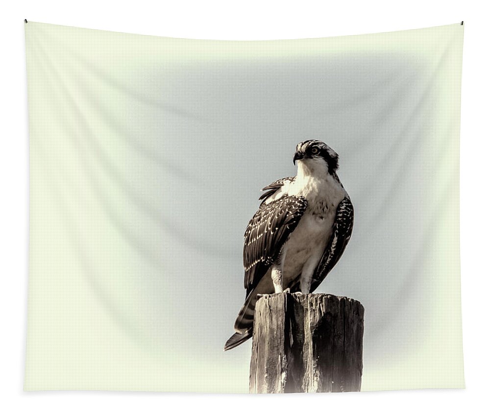 Osprey Tapestry featuring the photograph Osprey in Sepia by Cathy Kovarik
