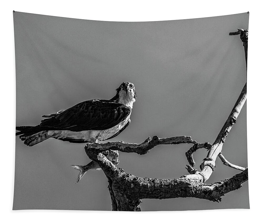 Raptor Tapestry featuring the photograph Osprey With Lunch by Cathy Kovarik