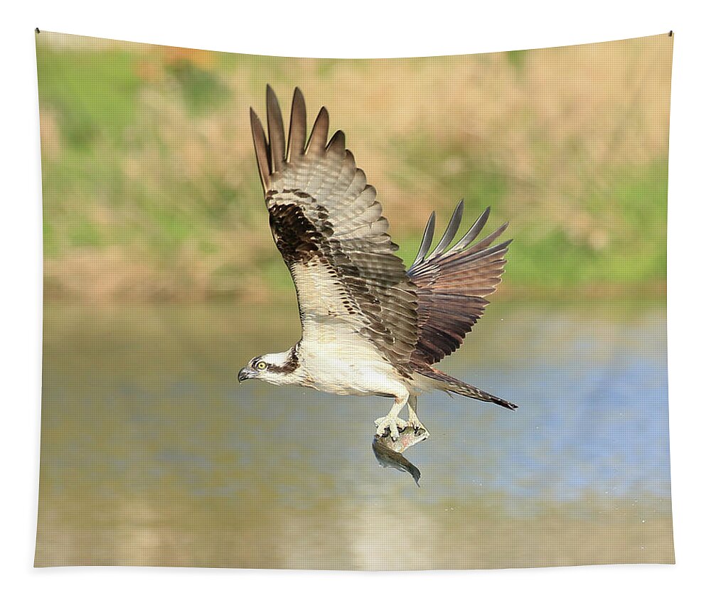 Osprey Tapestry featuring the photograph Osprey with Trout by Steve McKinzie
