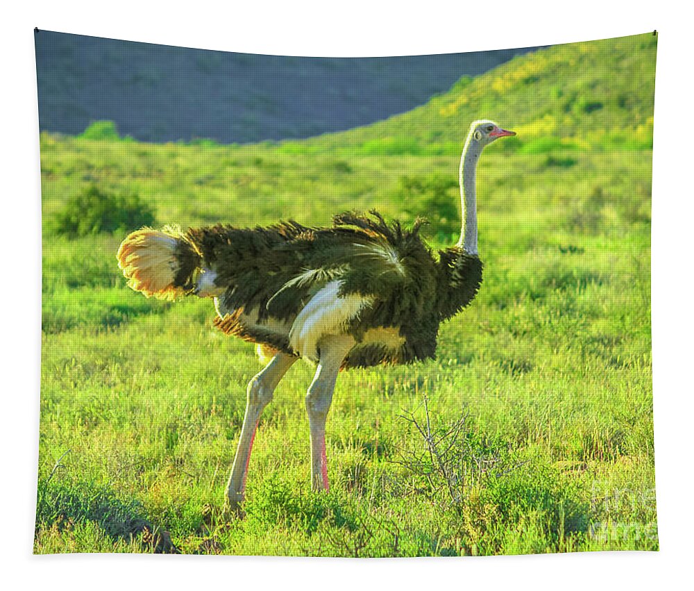 Ostrich Tapestry featuring the photograph Ostrich on Karoo grass by Benny Marty